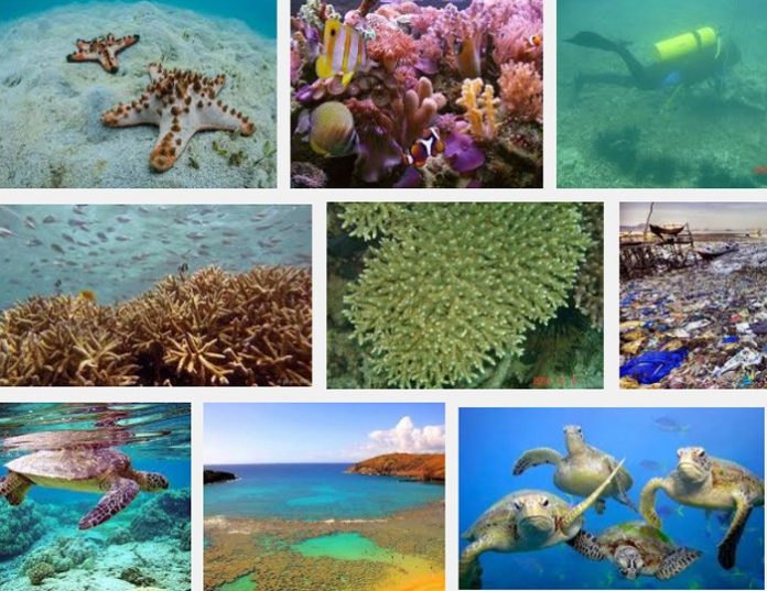 Đã xác định danh mục gần 12.000 loài sinh vật biển Việt Nam