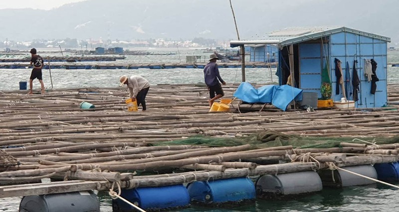 Vịnh Xuân Đài là vùng nuôi thủy sản lớn nhất ở Phú Yên với gần 3.000 bè nuôi, số người làm việc ở đây rất lớn. Ảnh: TẤN LỘC