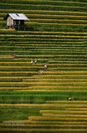 Cuối tháng Tám, đầu tháng Chín là thời điểm lúa Y Tý ngả vàng và cũng là thời điểm người dân nơi đây vào mùa gặt. (Ảnh: Thành Đạt/TTXVN)