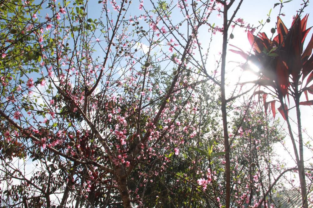 5 - Quảng Nam: Làng mai rừng màu hồng rực rỡ nơi biên giới