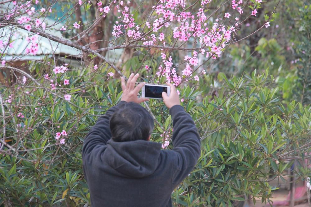 6 - Quảng Nam: Làng mai rừng màu hồng rực rỡ nơi biên giới