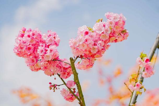 Thuộc giống hoa Kanhi Zakura với màu hồng đậm, hoa mọc thành từng chùm dày, anh đào Nhật Bản tại Fansipan năm nay nở sớm so với mùa anh đào hàng năm, khiến du khách không khỏi choáng ngợp, thích thú khi được ngắm loài hoa quý đến từ xứ sở mặt trời mọc.