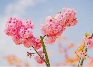 Choáng ngợp anh đào Nhật Bản, đào rừng Fansipan nở rộ đẹp rực rỡ