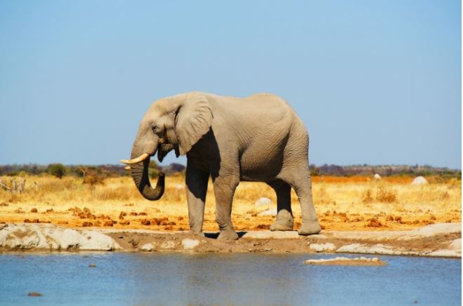 Vuon Quoc gia Chobe va Okavango Delta voi nhung chu voi su tu huou cao co trau va ngua van min - Con đường đi bộ dài nhất thế giới không cần băng qua đại dương hay rào cản nào