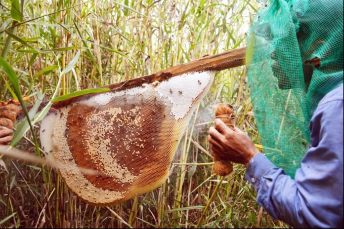 Từ mật ong rừng U Minh Hạ đến nghề di sản văn hóa phi vật thể Quốc gia Từ mật ong rừng U Minh Hạ đến nghề di sản văn hóa phi vật thể Quốc gia