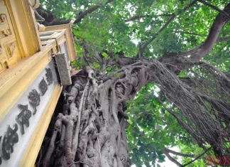 Những gốc đa trong tâm trí người Hà Nội