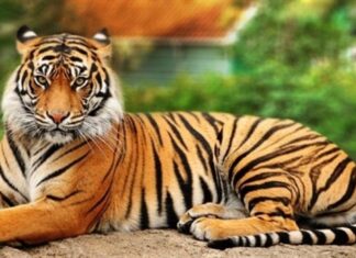 Biểu tượng hổ trong đời sống, văn hoá của các nước châu Á Biểu tượng hổ trong đời sống, văn hoá của các nước châu Á