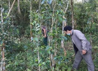 Cây chè trong đời sống văn hóa của người Hrê ở Minh Long