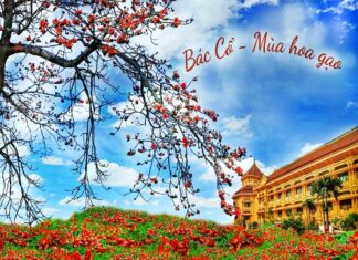 Bác Cổ mùa hoa gạo - Không gian “Làng trong Phố”