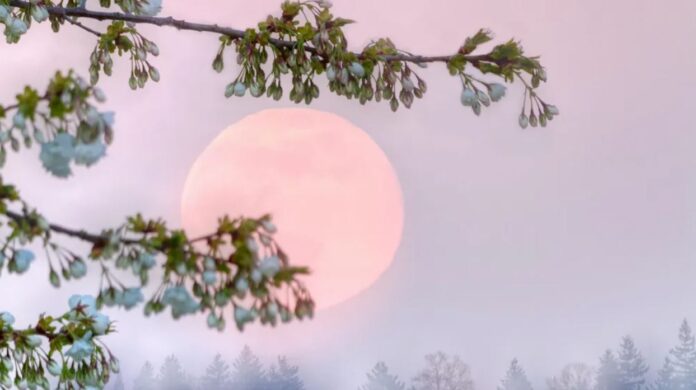 Chiêm ngưỡng hiện tượng thiên nhiên kỳ thú 'trăng hồng' vào tối nay