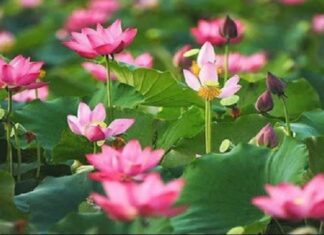 Tôn vinh 'Sen trong đời sống văn hóa Việt'