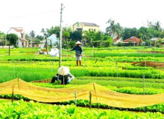 Làng rau Trà Quế được đưa vào danh mục Di sản văn hóa phi vật thể quốc gia