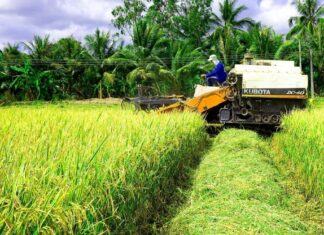 Giải pháp lâu dài thích nghi với hạn mặn ở ĐBSCL