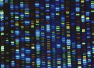 Công bố đột phá bộ gene người hoàn chỉnh đầu tiên