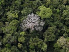 Cây rừng nhiệt đới bị tàn phá nhanh gấp hai lần so với những năm 1980 do sự nóng lên của Trái Đất