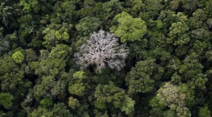Cây rừng nhiệt đới bị tàn phá nhanh gấp hai lần so với những năm 1980 do sự nóng lên của Trái Đất