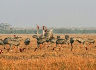 Sếu đầu đỏ không về Tràm Chim
