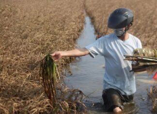 Chuyển đổi sản xuất nông nghiệp phù hợp với thời tiết bất thường ở miền Trung