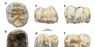 Phát hiện răng người hóa thạch hiếm trên dãy Trường Sơn