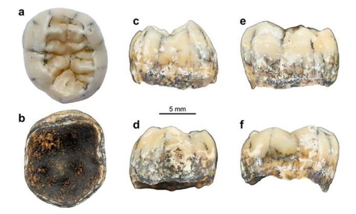 Phát hiện răng người hóa thạch hiếm trên dãy Trường Sơn