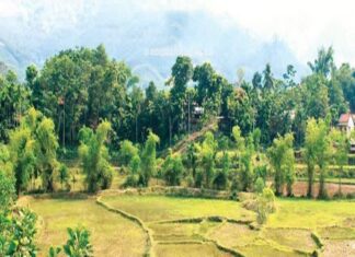 Cây tre trong văn hóa của người Hrê