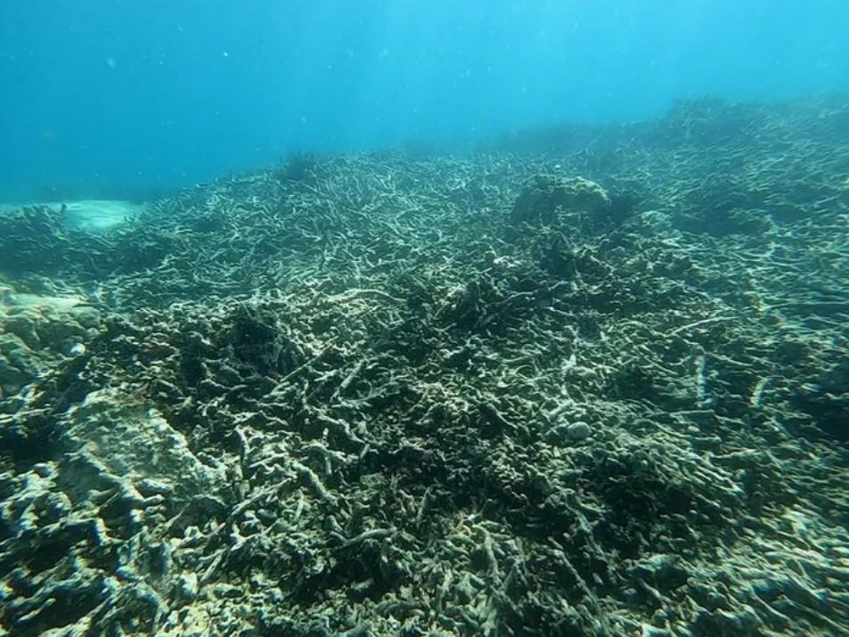 21 min 16 - Cận cảnh san hô chết hàng loạt trong vịnh Nha Trang