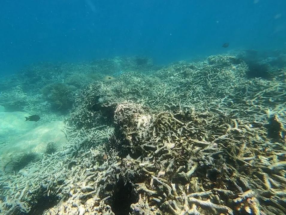 22 min 16 - Cận cảnh san hô chết hàng loạt trong vịnh Nha Trang