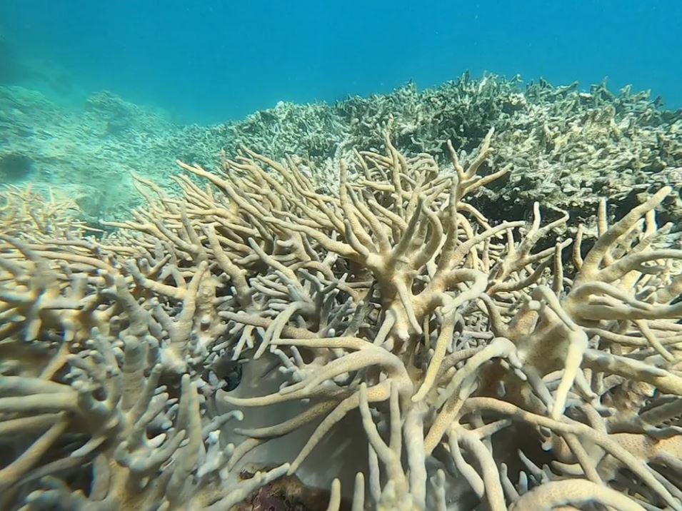 23 min 16 - Cận cảnh san hô chết hàng loạt trong vịnh Nha Trang