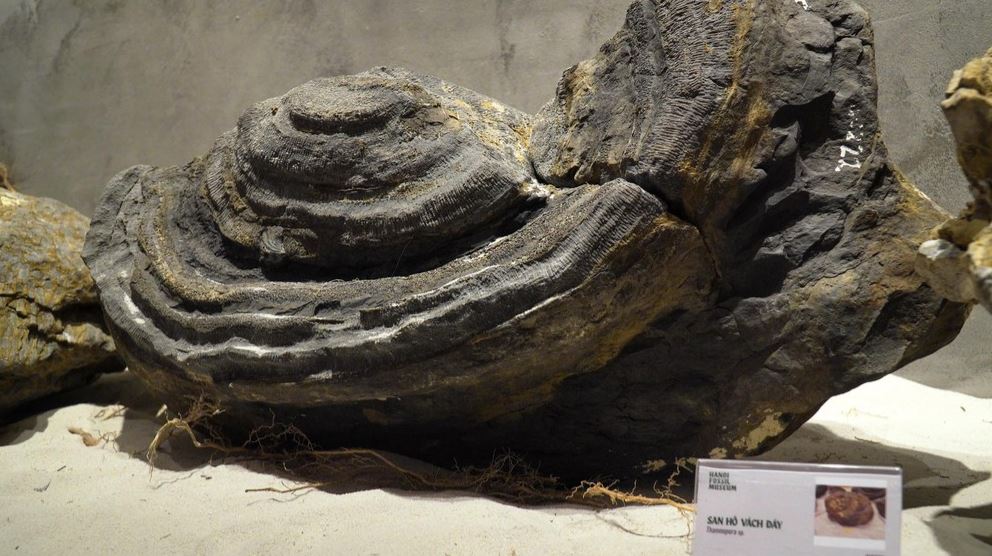 25 min 24 - Phiến đá cổ có niên đại ‘khủng’ 2,9 tỷ năm được trưng bày tại Huế