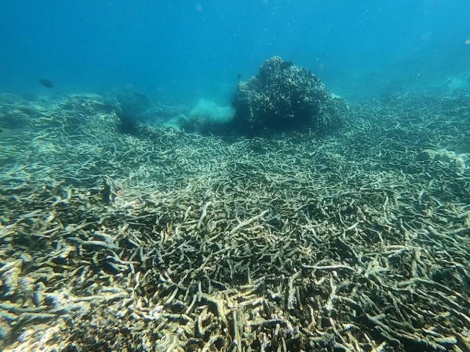 27 min 11 - Cận cảnh san hô chết hàng loạt trong vịnh Nha Trang