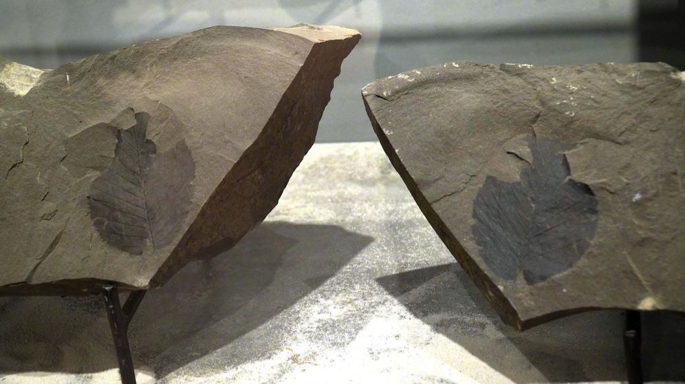 29 min 14 - Phiến đá cổ có niên đại ‘khủng’ 2,9 tỷ năm được trưng bày tại Huế