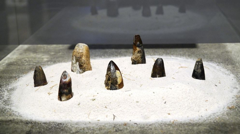 30 min 14 - Phiến đá cổ có niên đại ‘khủng’ 2,9 tỷ năm được trưng bày tại Huế