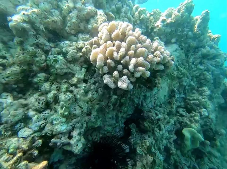 30 min 6 - Cận cảnh san hô chết hàng loạt trong vịnh Nha Trang