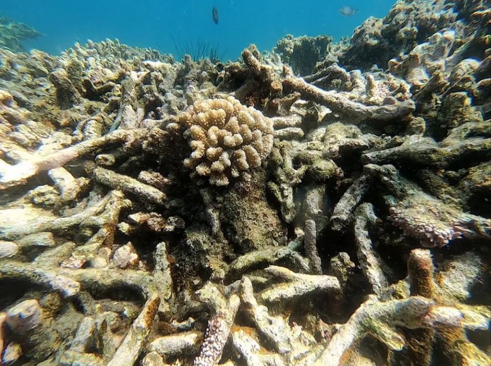 31 min 7 - Cận cảnh san hô chết hàng loạt trong vịnh Nha Trang