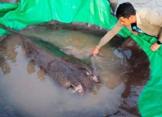 Campuchia: Bắt được cá nước ngọt lớn nhất thế giới trên sông Mê Kông