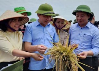 Lễ hội lúa rươi hữu cơ Tứ Kỳ – vụ Xuân năm 2022 Lễ hội lúa rươi hữu cơ Tứ Kỳ - vụ Xuân năm 2022