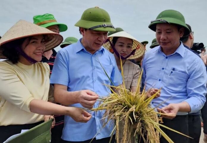 Lễ hội lúa rươi hữu cơ Tứ Kỳ - vụ Xuân năm 2022