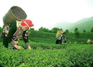 Nhiều dư địa cho chè Việt Nam tại thị trường Trung Đông, Bắc Phi, Nam Á Nhiều dư địa cho chè Việt Nam tại thị trường Trung Đông, Bắc Phi, Nam Á