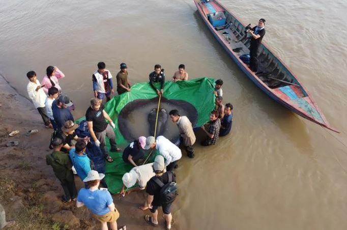 Con ca duoi duoc xac dinh la giong cai nang 300 kg min - Campuchia: Bắt được cá nước ngọt lớn nhất thế giới trên sông Mê Kông