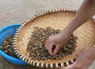Loài bé bằng đầu ngón tay nhưng là đặc sản ‘trời cho’, ai ăn cũng công nhận ngon lạ lùng Loài bé bằng đầu ngón tay nhưng là đặc sản 'trời cho', ai ăn cũng công nhận ngon lạ lùng