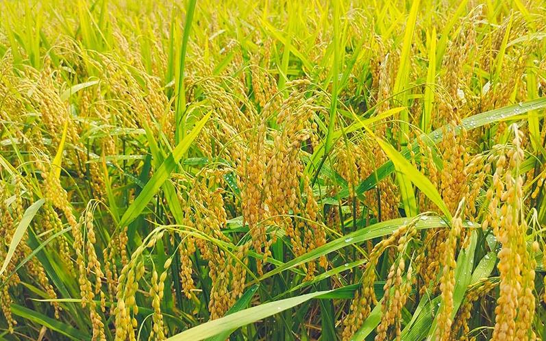 Lúa gạo là mặt hàng tiếp theo được dự báo bước vào cơn sốt giá toàn cầu (ảnh: Minh Huệ)