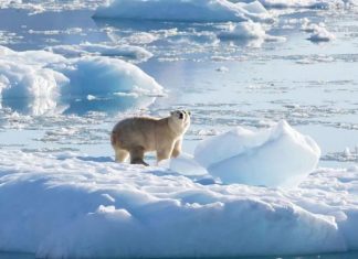 Phát hiện mới: Quần thể gấu Bắc cực bị cô lập ở Greenland thích nghi với biến đổi khí hậu Phát hiện mới: Quần thể gấu Bắc cực bị cô lập ở Greenland thích nghi với biến đổi khí hậu