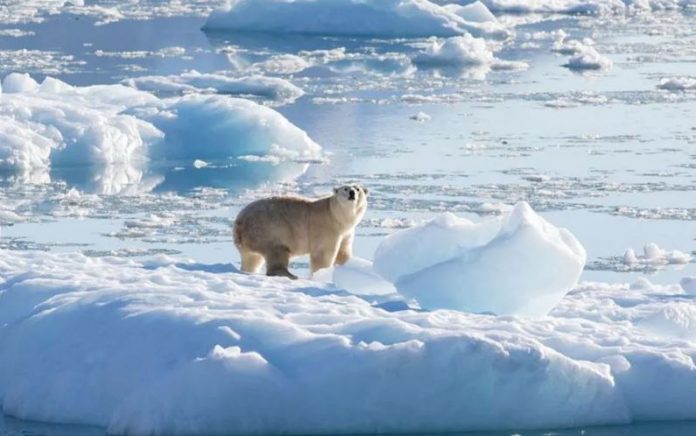 Phát hiện mới: Quần thể gấu Bắc cực bị cô lập ở Greenland thích nghi với biến đổi khí hậu
