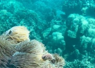 Giải pháp phục hồi, bảo vệ rạn san hô vịnh biển Nha Trang