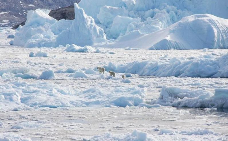 Mot nhom gia dinh gau Bac cuc min - Phát hiện mới: Quần thể gấu Bắc cực bị cô lập ở Greenland thích nghi với biến đổi khí hậu