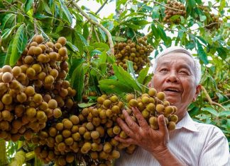 Độc nhất miền Tây: Vườn nhãn xuồng tím, nhãn siêu trái của lão nông U.70 Độc nhất miền Tây: Vườn nhãn xuồng tím, nhãn siêu trái của lão nông U.70