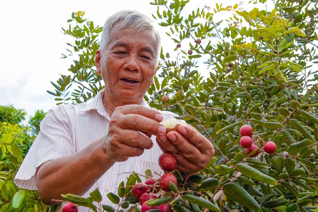 Nhan xuong tim doc nhat mien Tay min - Độc nhất miền Tây: Vườn nhãn xuồng tím, nhãn siêu trái của lão nông U.70