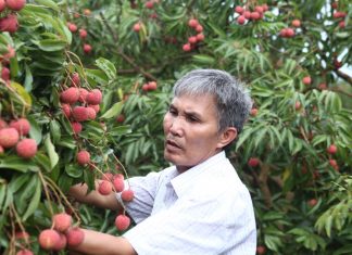 Vải thiều sẽ được xuất khẩu đi 30 nước thay vì phụ thuộc thị trường Trung Quốc Vải thiều sẽ được xuất khẩu đi 30 nước thay vì phụ thuộc thị trường Trung Quốc
