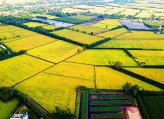 Tạo thuận lợi cho tập trung, tích tụ đất nông nghiệp ở ĐBSCL