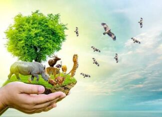 50 năm ngoại giao môi trường Liên hợp quốc: Nhìn lại thành tựu và những xu hướng tương lai